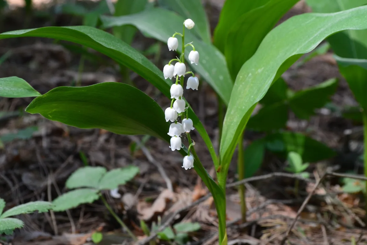 lily of the valley foliage and flowers