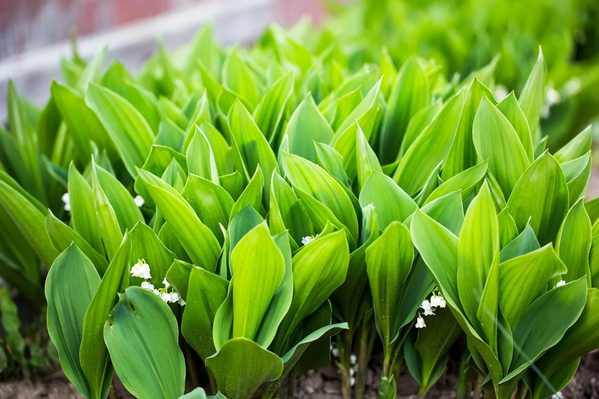 lily of the valley growing at the base of a brick wall