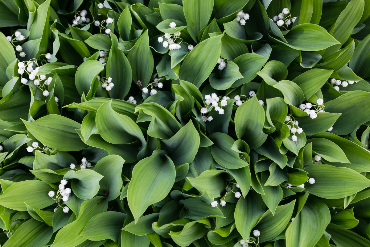 lily of the valley groundcover