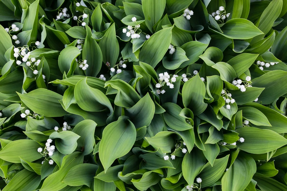 Convallaria majalis 'Bordeaux', Lily of the Valley