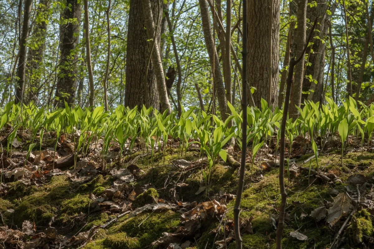 lily of the valley growing in woodland area