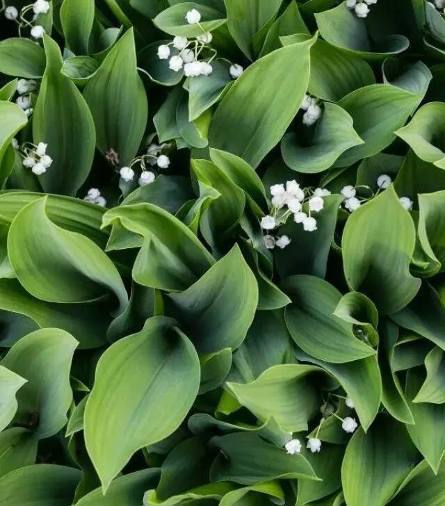 closeup image of lily of the valley plants with blooms