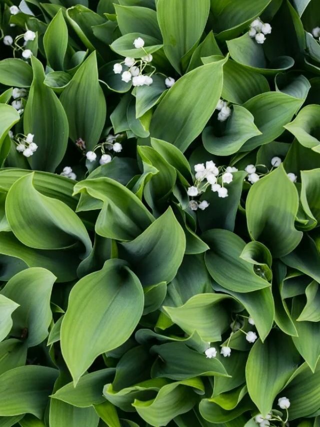 GROWING AND CARING FOR LILY OF THE VALLEY