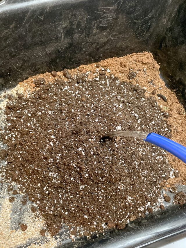 How to Grow Yarrow from Seed