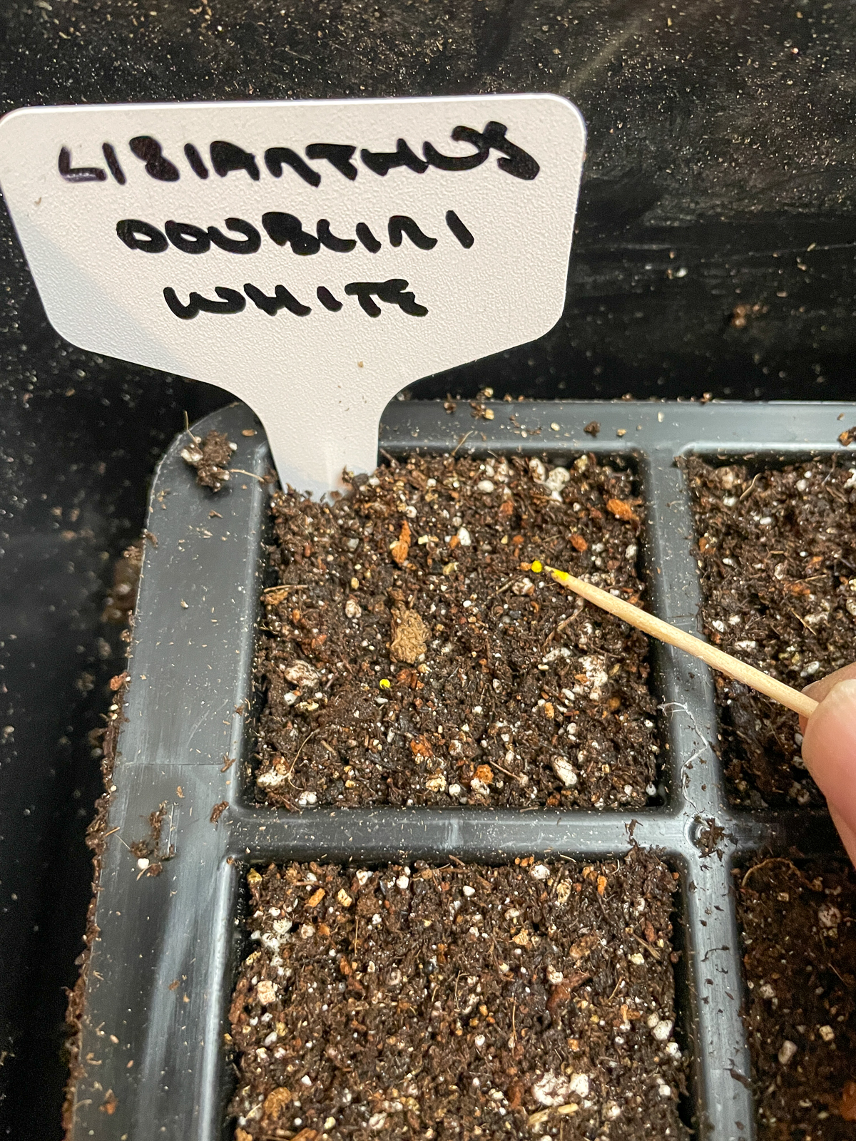 planting a lisianthus seed in a seed tray
