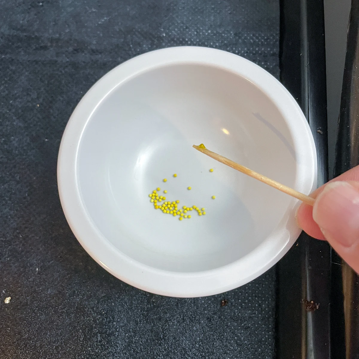 lisianthus seed stuck to a wet toothpick