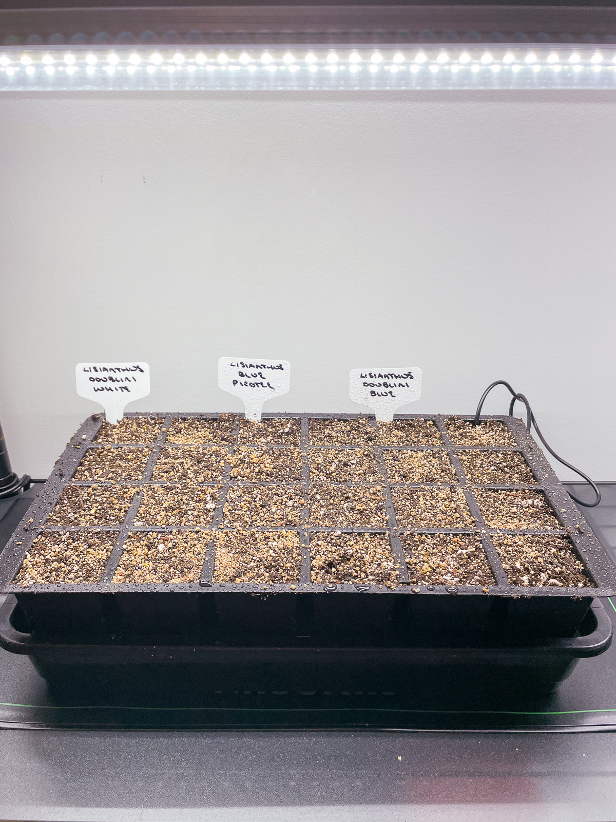 lisianthus seed tray on heat mat under grow lights