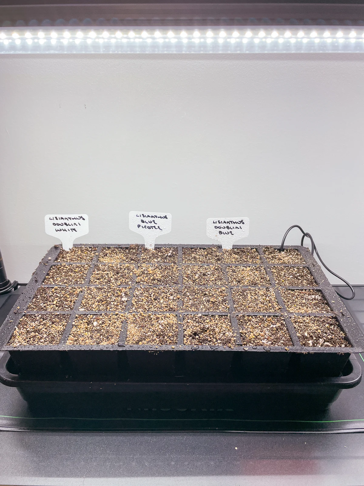 lisianthus seeds in seed tray on heat mat under grow lights