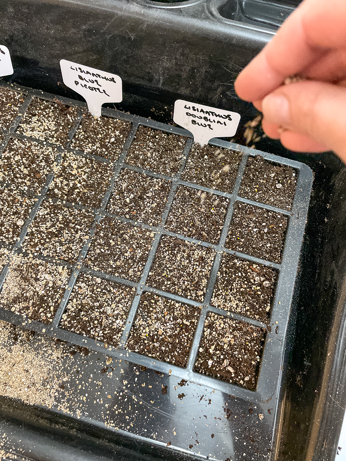 sprinkling vermiculite on lisianthus seed soil surface to prevent algae growth