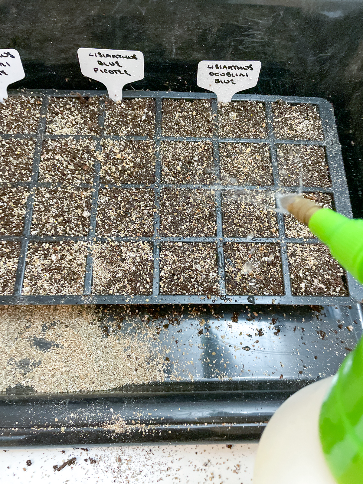 watering lisianthus seeds in a tray with a pump sprayer