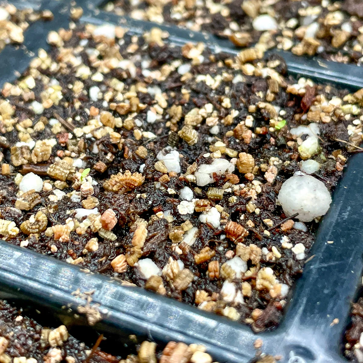 lisianthus seedlings