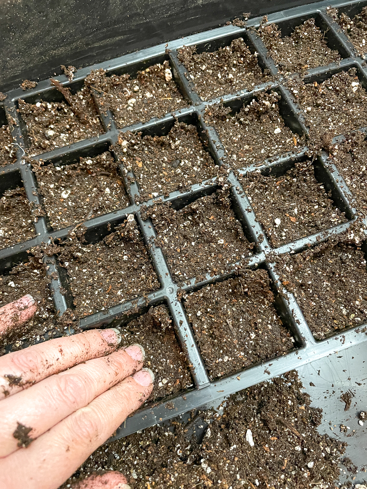 pressing out air pockets in seed starting tray soil