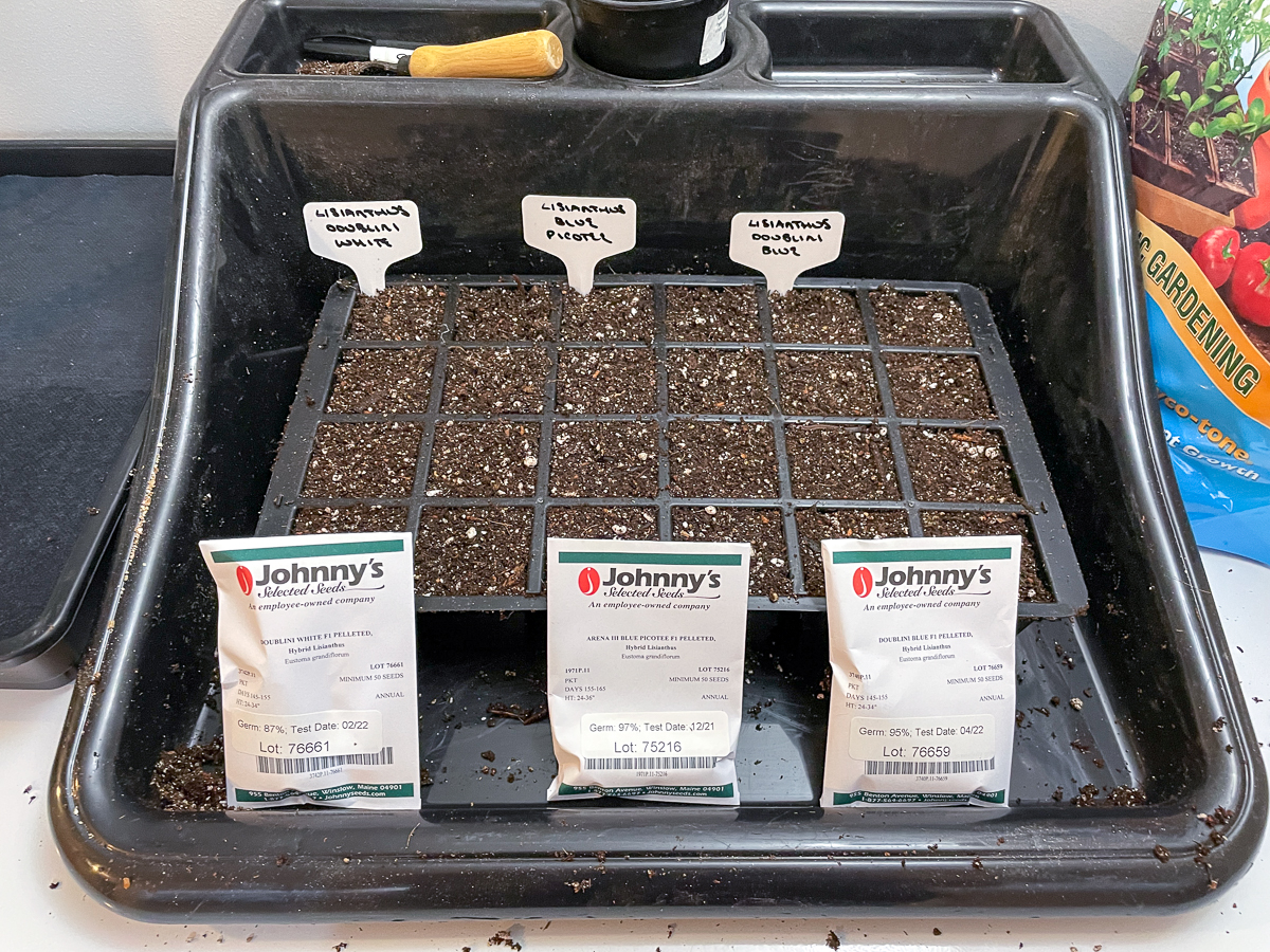 seed starting tray in potting tray with sections labeled for lisianthus seeds