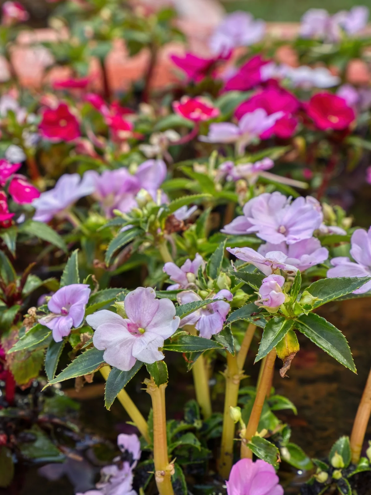 new guinea impatiens with long stems