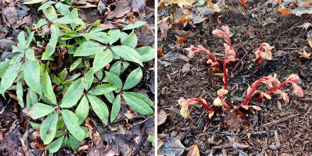 hellebore before and after pruning