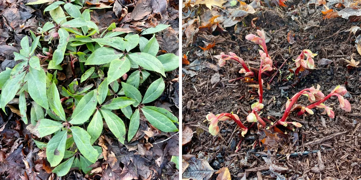 What To Do With Hellebores in Summer — Meadowlark Journal