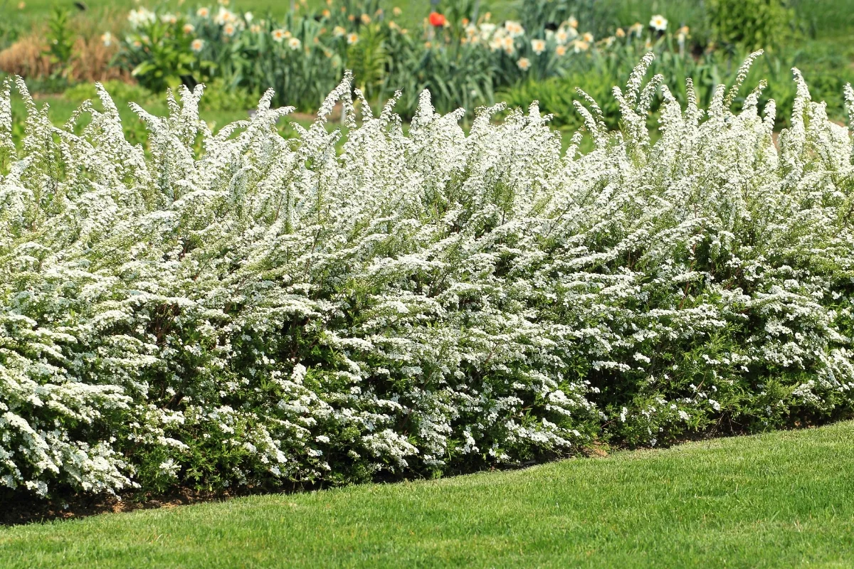 white flowering bridal wreath spirea hedge