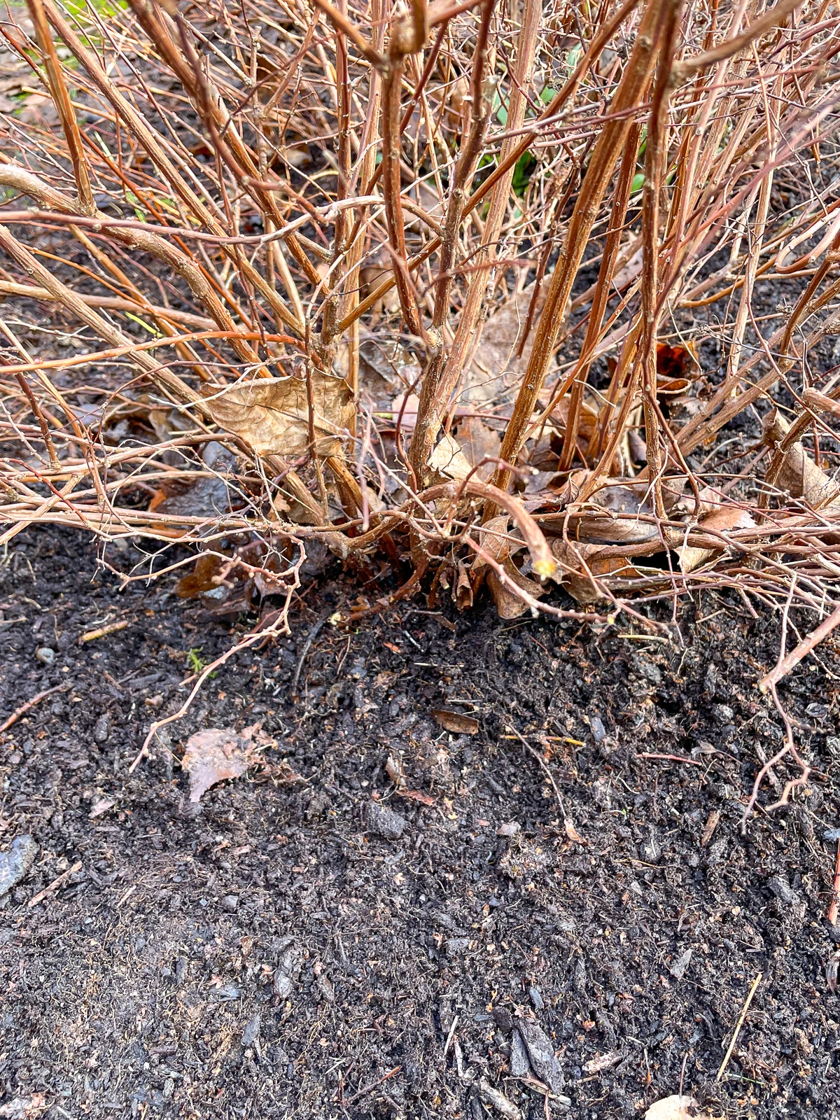 Japanese spirea after pruning lower branches