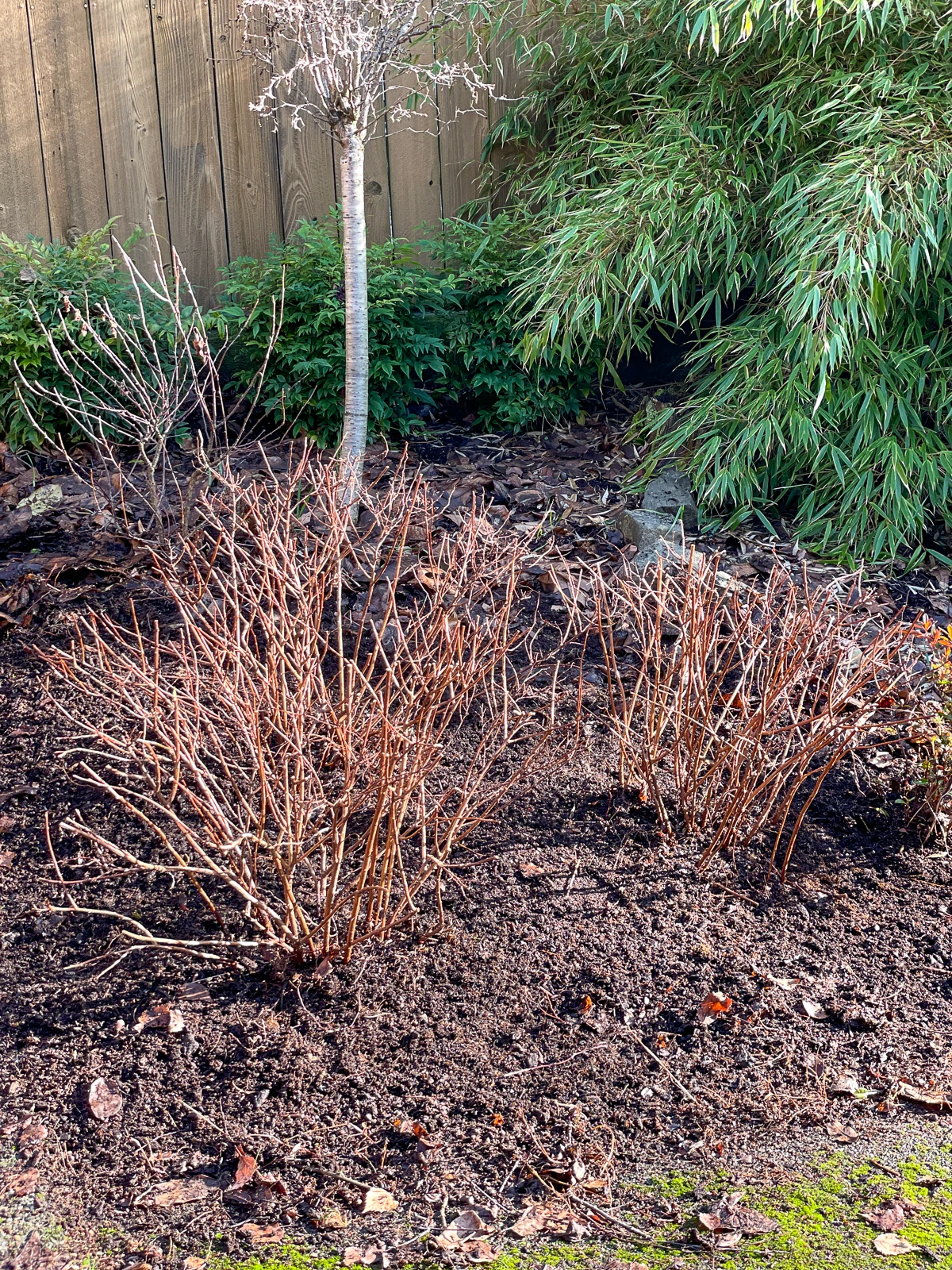 garden bed after pruning japanese spirea shrubs