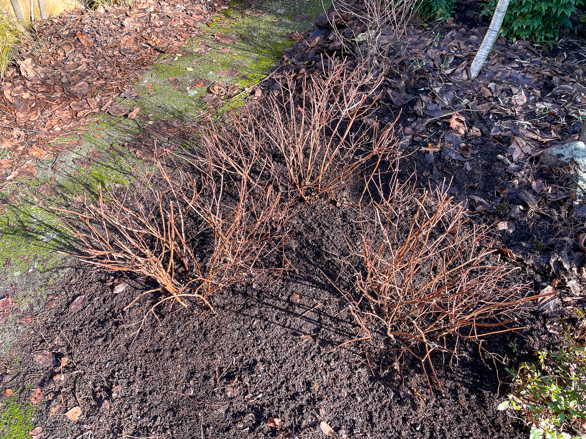 three Magic Carpet spirea after pruning in winter