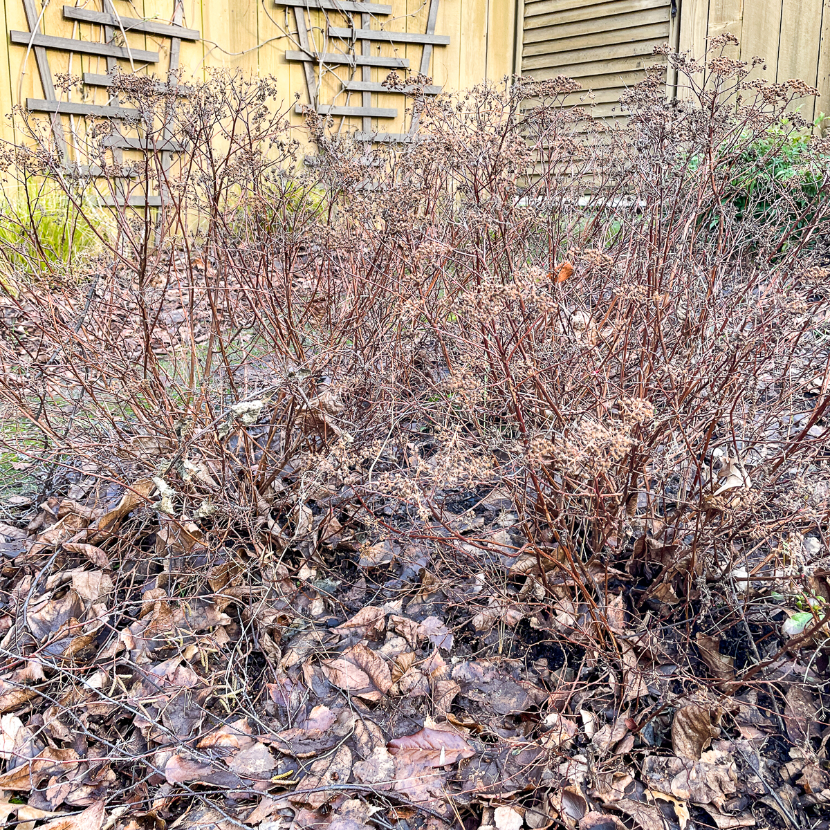 three Magic Carpet Spirea shrubs before pruning in winter