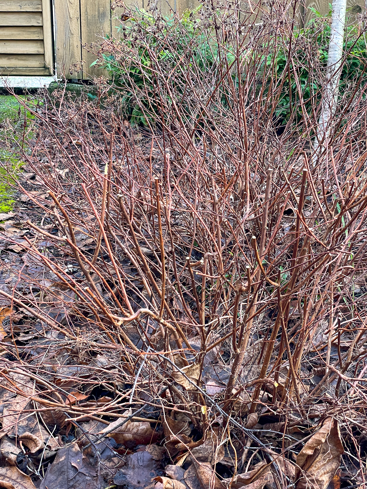 japanese spirea plant in foreground pruned by a third, with unpruned spirea behind it for size comparison