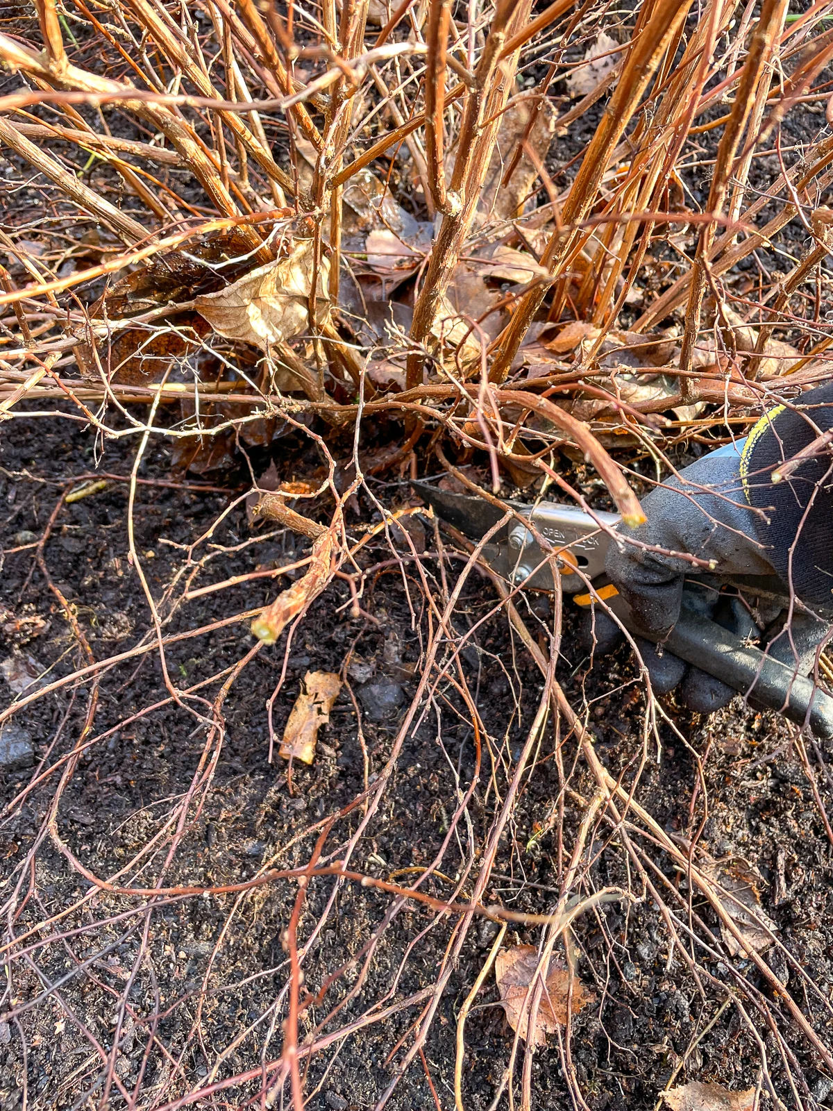 pruning lower branches of japanese spirea shrub