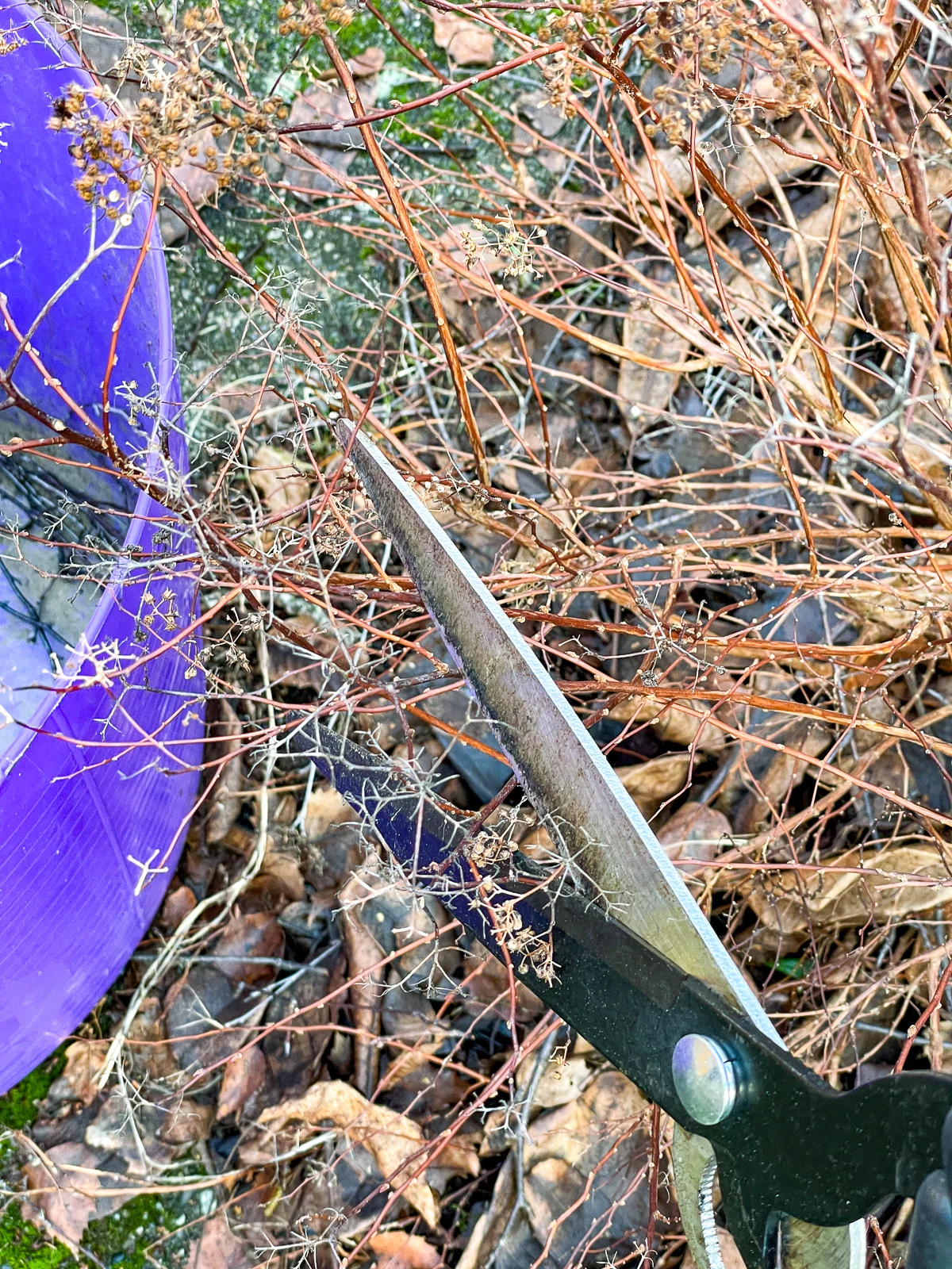 cutting back last year's growth on a japanese spirea with hedge trimmers