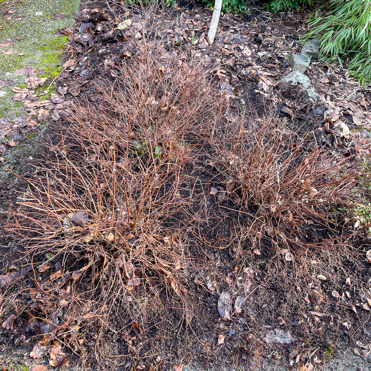 three Magic Carpet Spirea shrubs in winter after leaves have been raked away from underneath