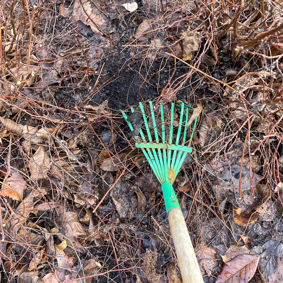 raking away debris under japanese spirea shrubs