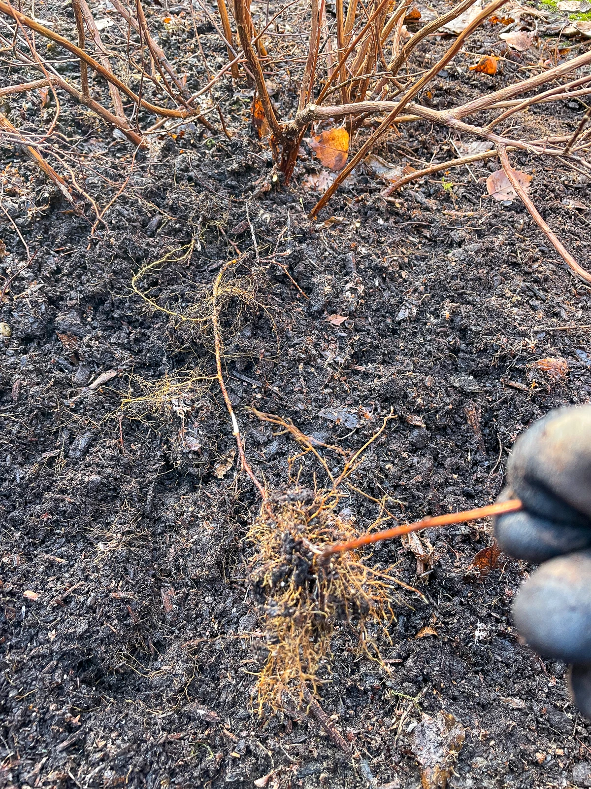 spirea stem with roots growing along its length where it touched the ground