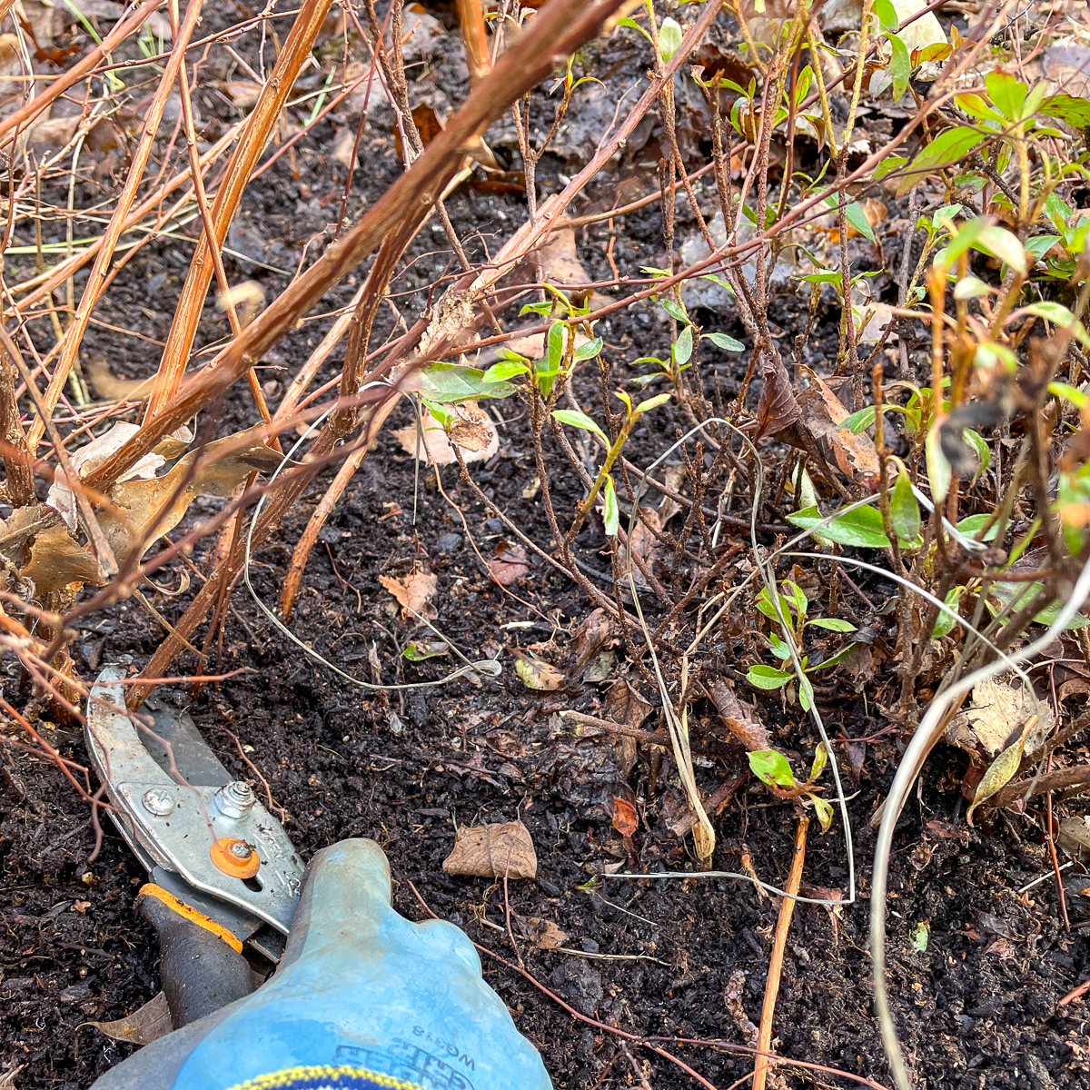 cutting back spirea branches where they hang over other plants
