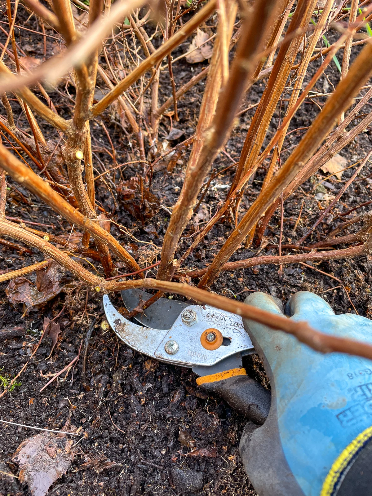 pruning weak stems of japanese spirea plant