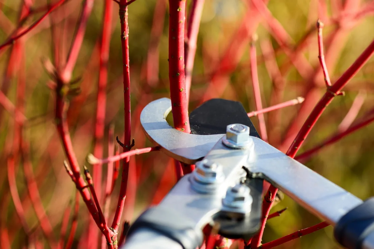 pruning red twig dogwood