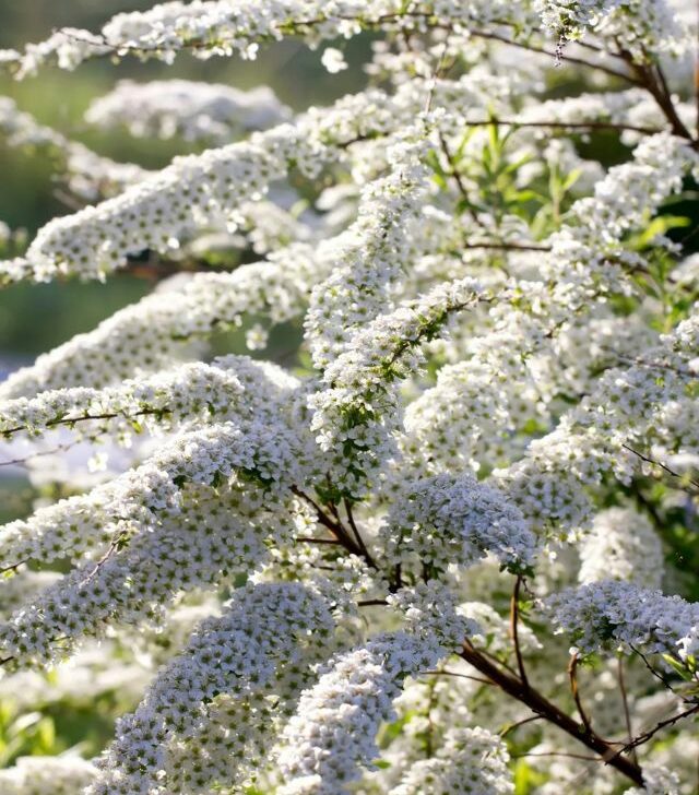 white flowers on spirea shrub