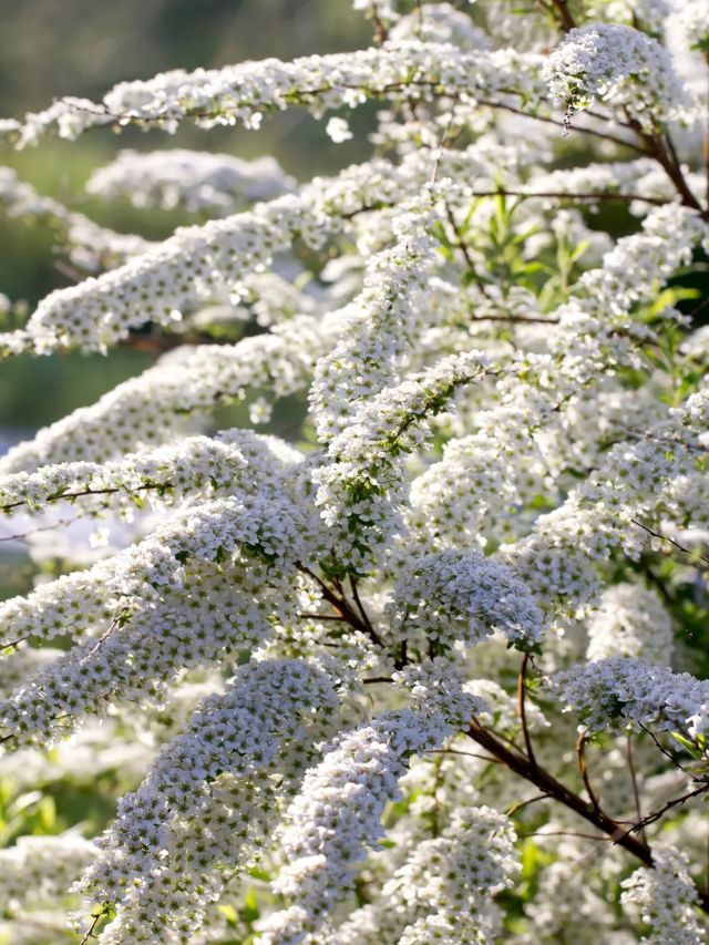 TIPS FOR PRUNING FLOWERING SPIREA