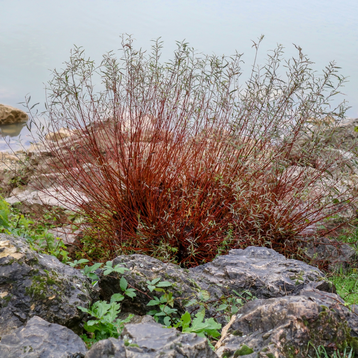 red twig dogwood growing among rocks along water's edge