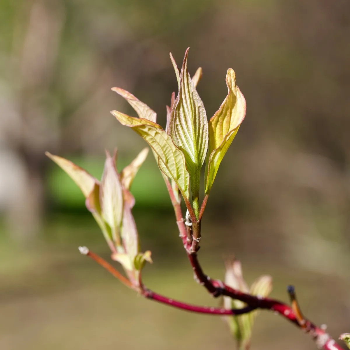 red twig dogwood leaves