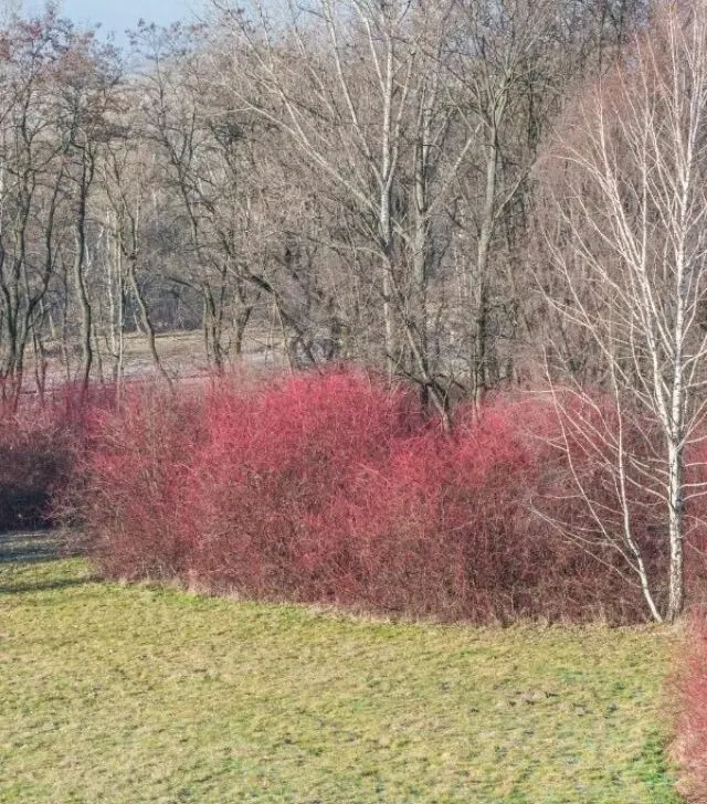 red twig dogwood bushes on the edge of the woods