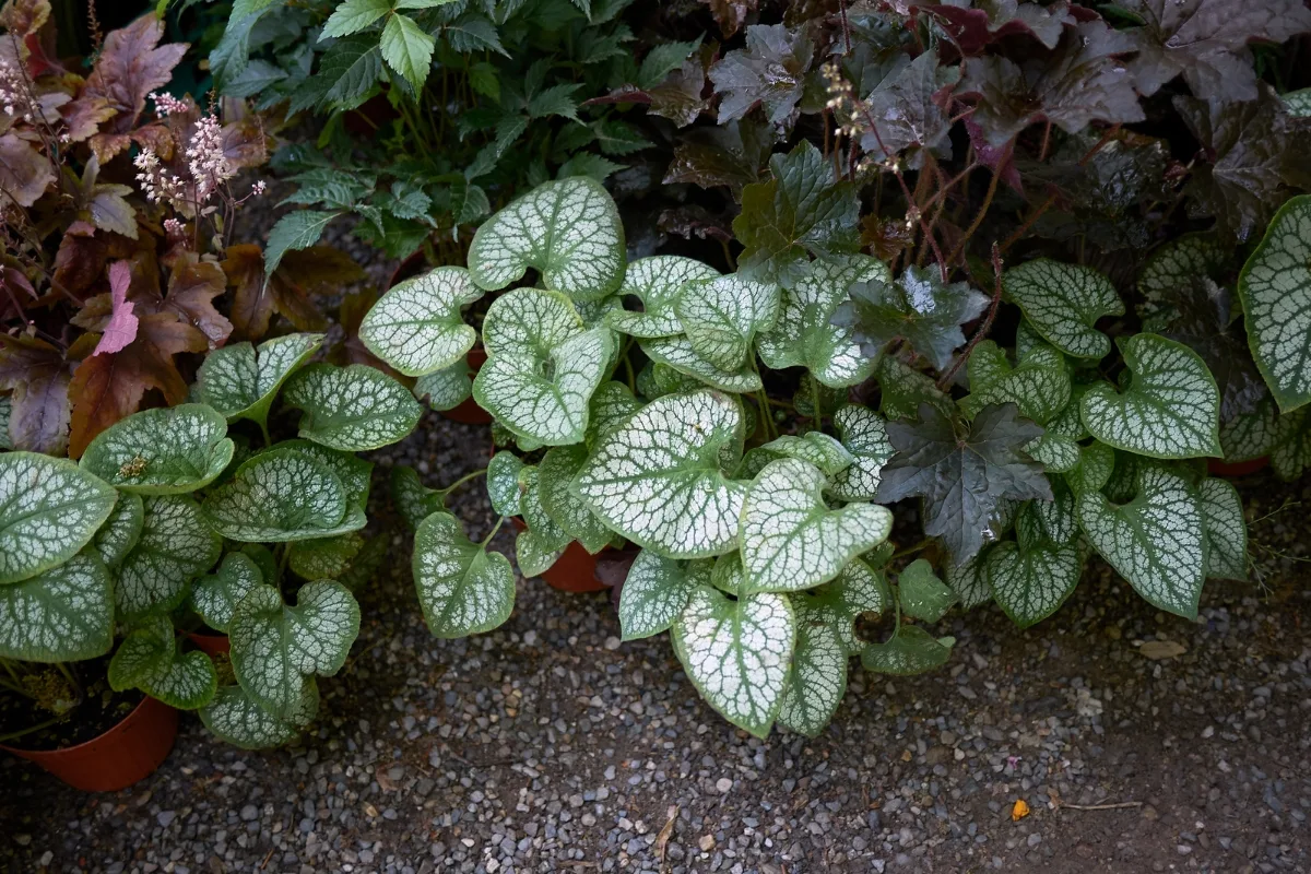 shade garden with brunnera and heuchera along path border