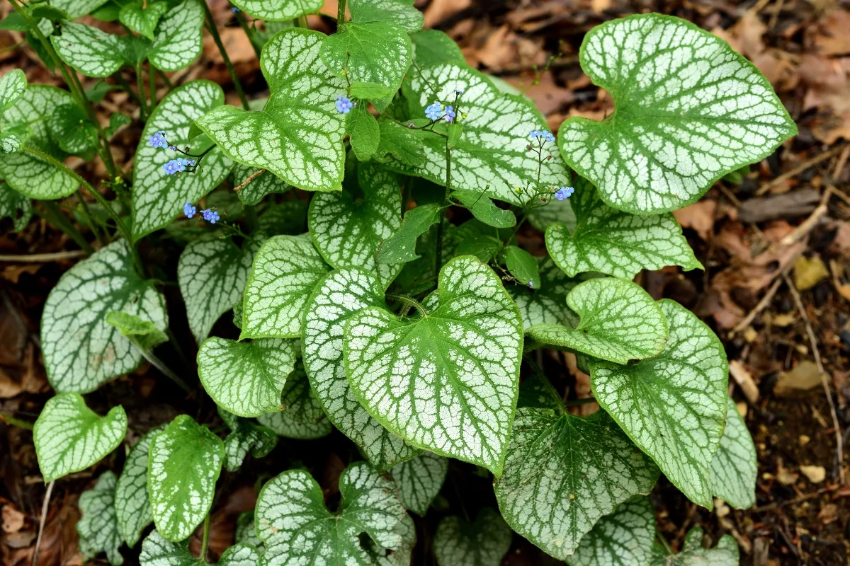 shade garden with brunnera in bloom