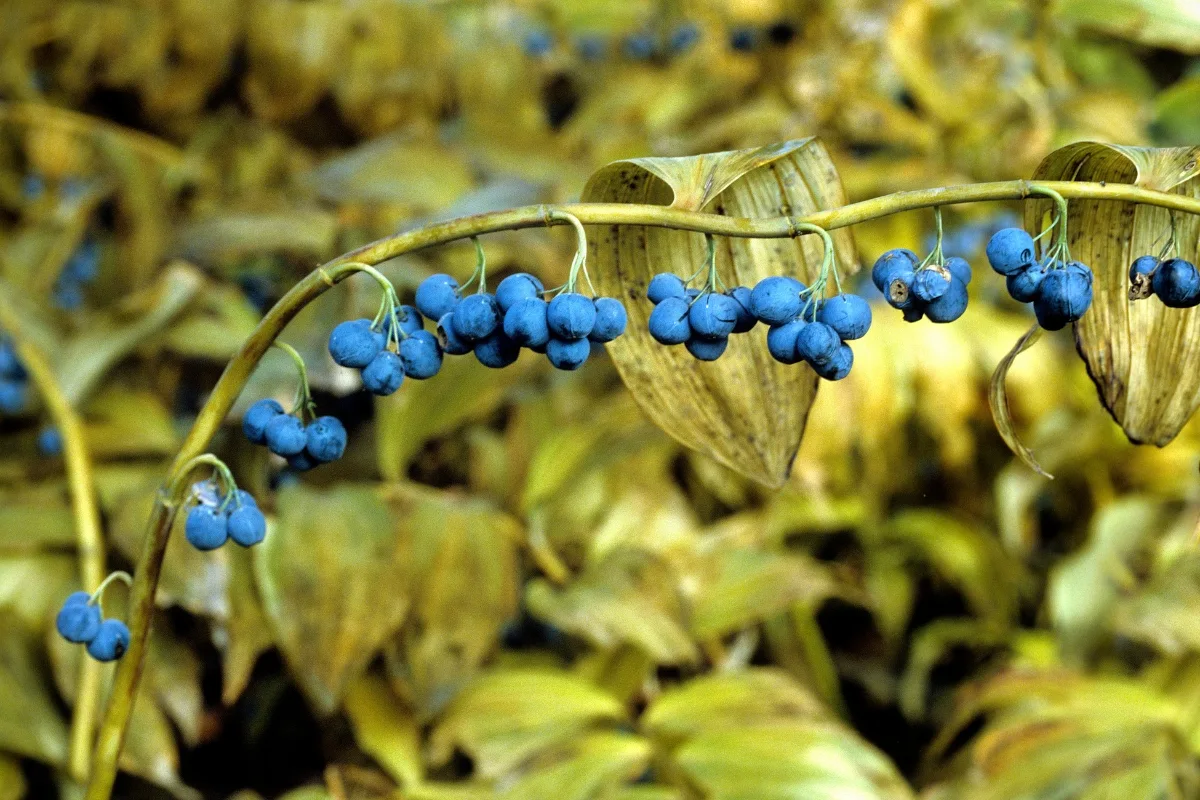 solomon's seal berries