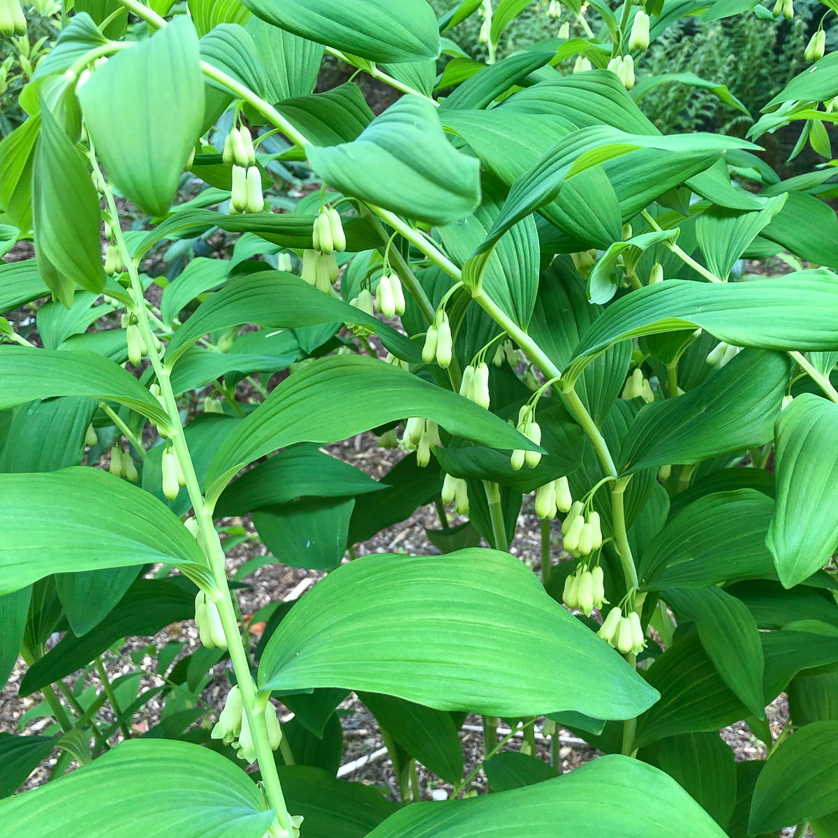 Solomon's seal plants with flowers