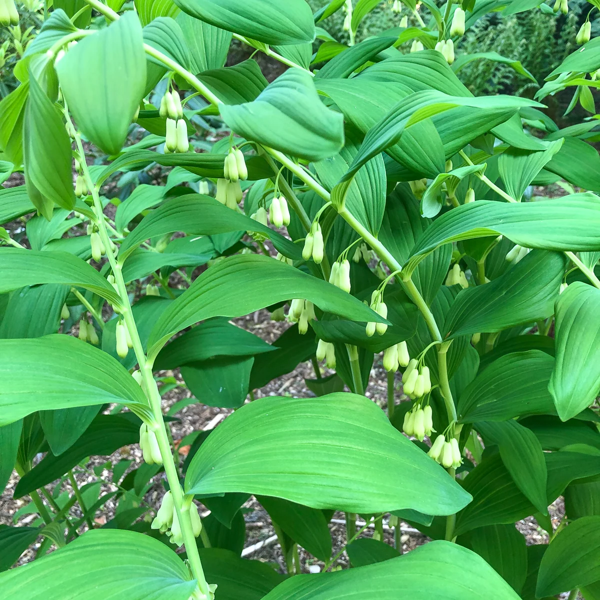 Solomon's seal flowers