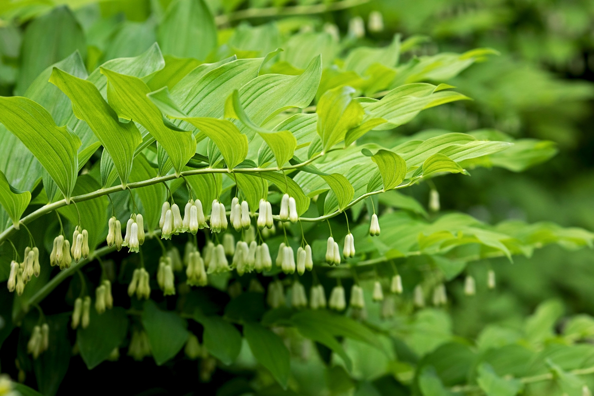 solomon's seal plants with flowers dangling from stems