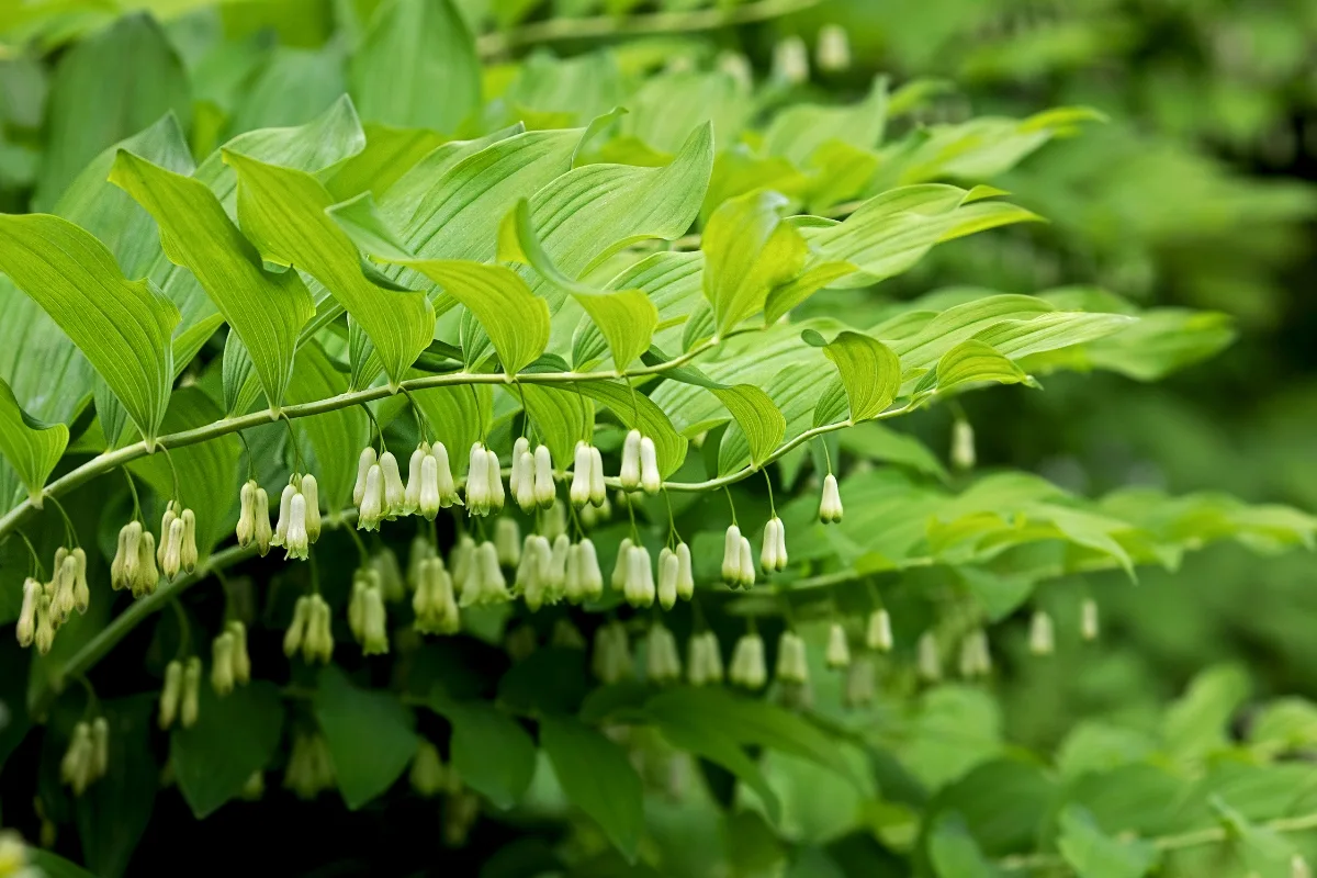 How To Grow And Care For Lily Of The Valley