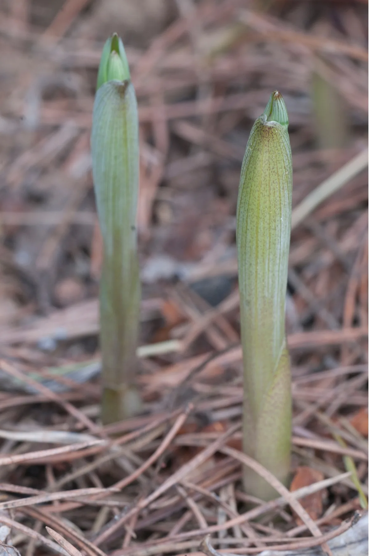 solomon's seal shoots in spring