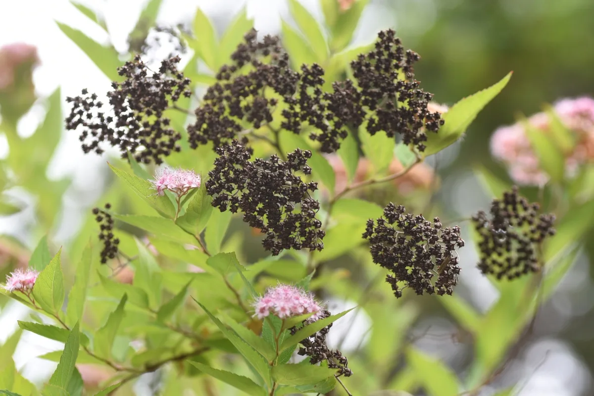 spent blooms on spirea shrub