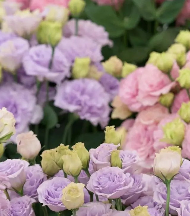 full blooming lisianthus