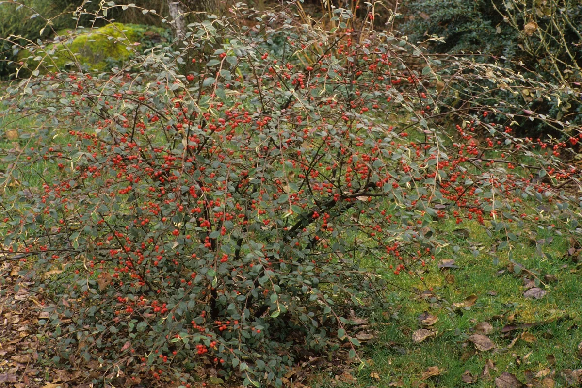 upright cotoneaster shrub